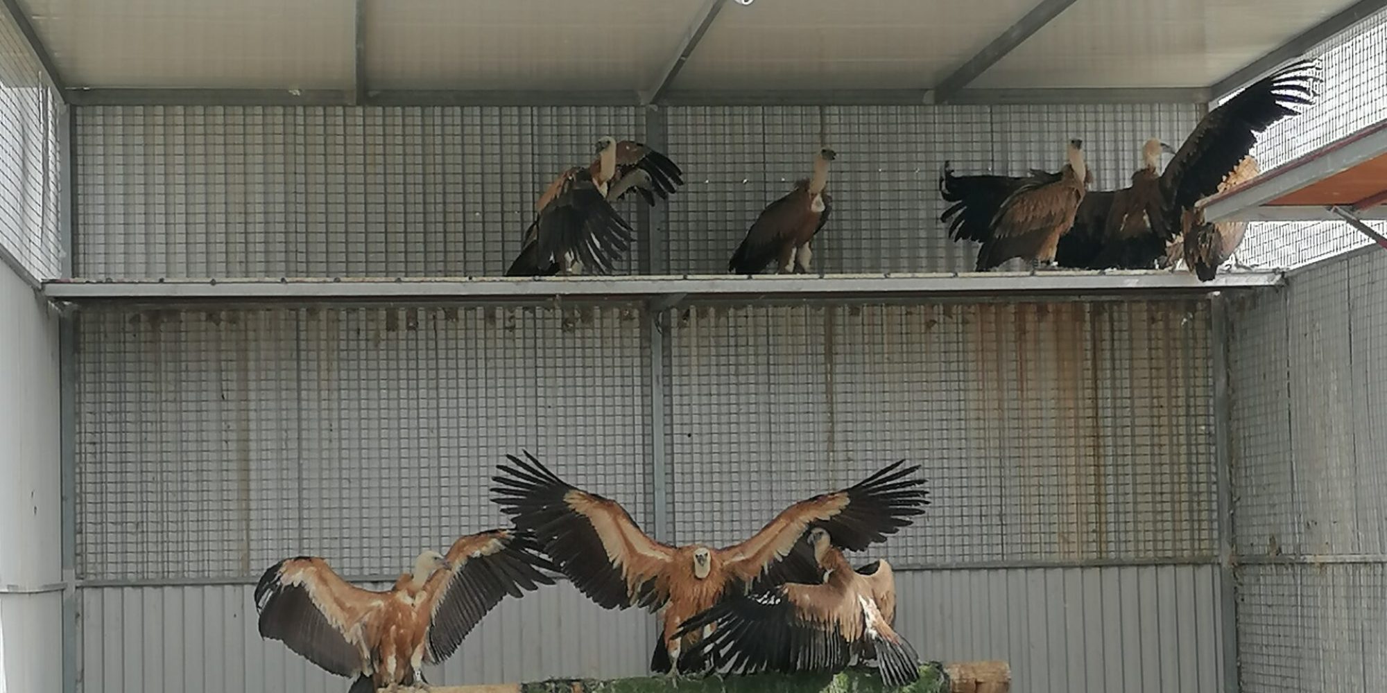 14 more Griffon Vultures have arrived from Spain