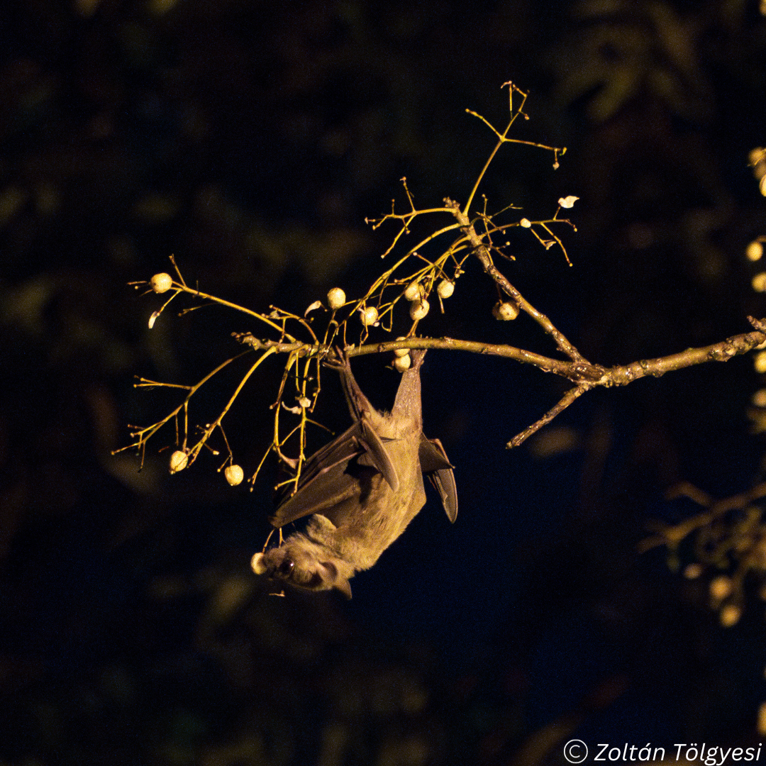 Φρουτονυχτερίδα – Rousettus aegyptiacus