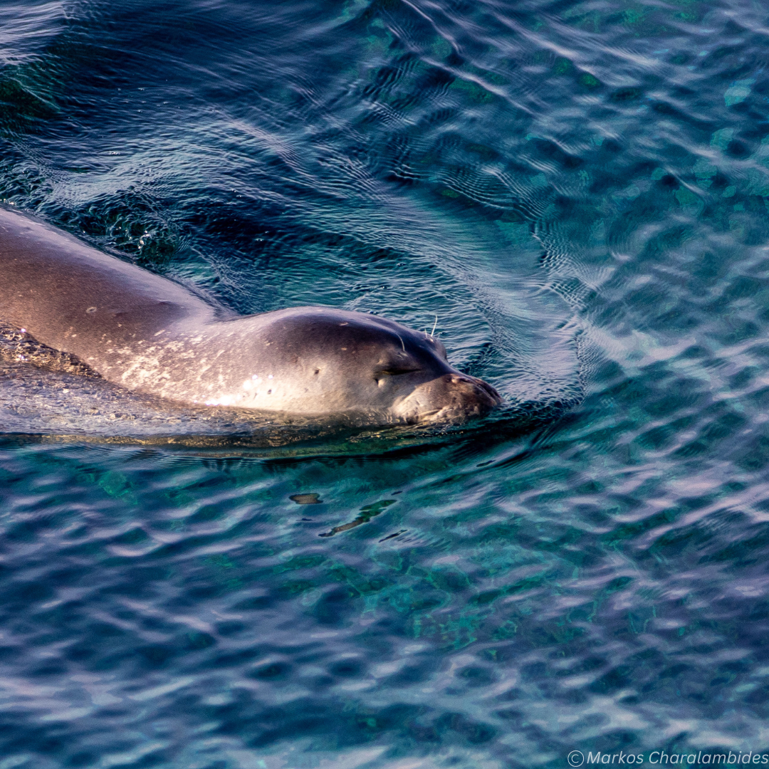 Monk seal – Monachus monachus
