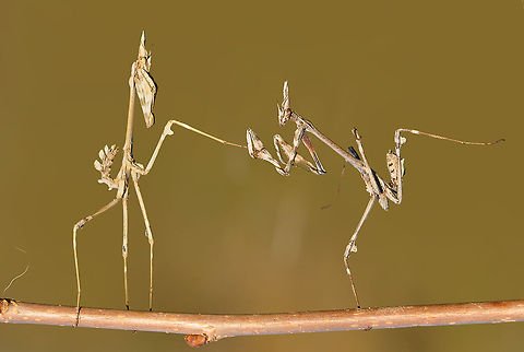 Praying mantis – Empusa fasciata