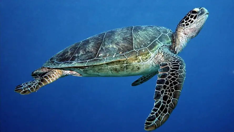 Green turtle – Chelonia mydas