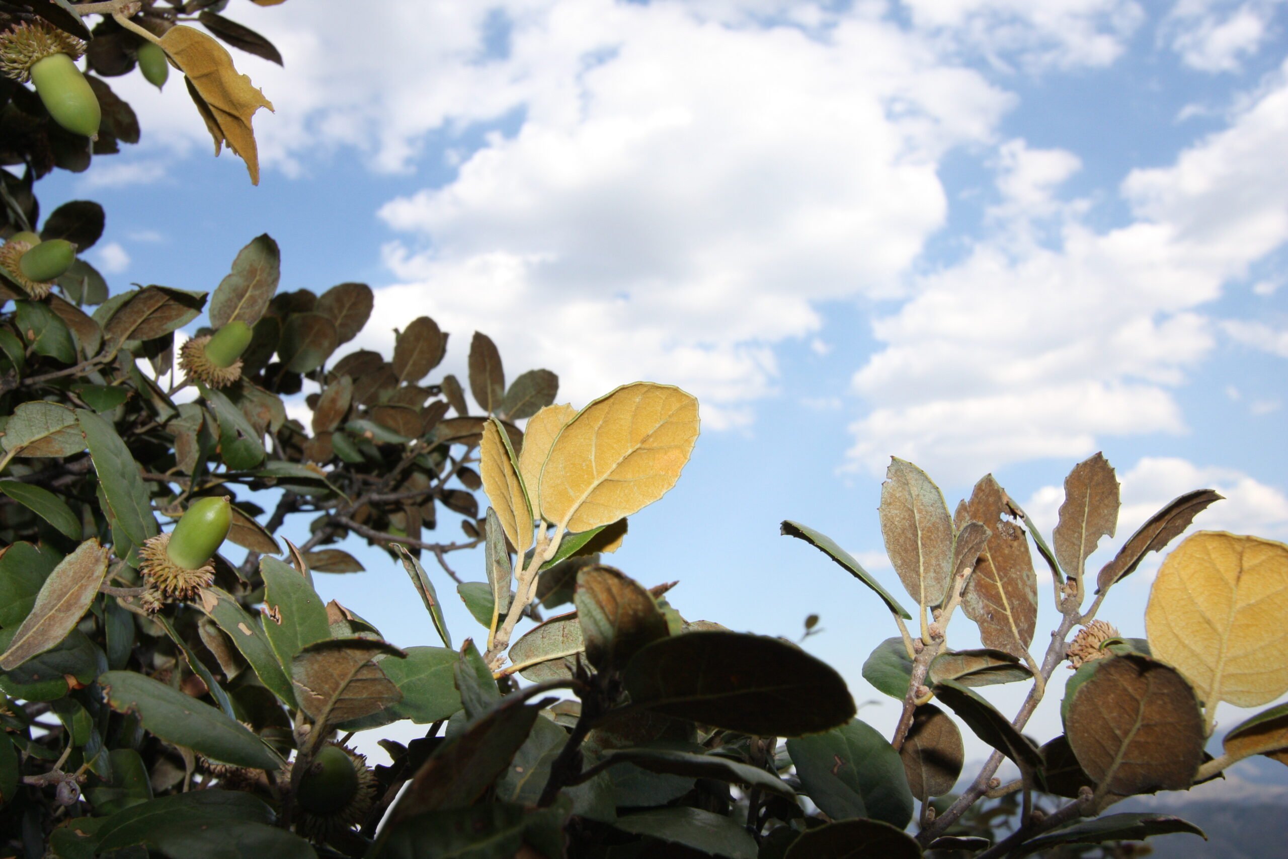 Βελανιδιά – Quercus alnifolia