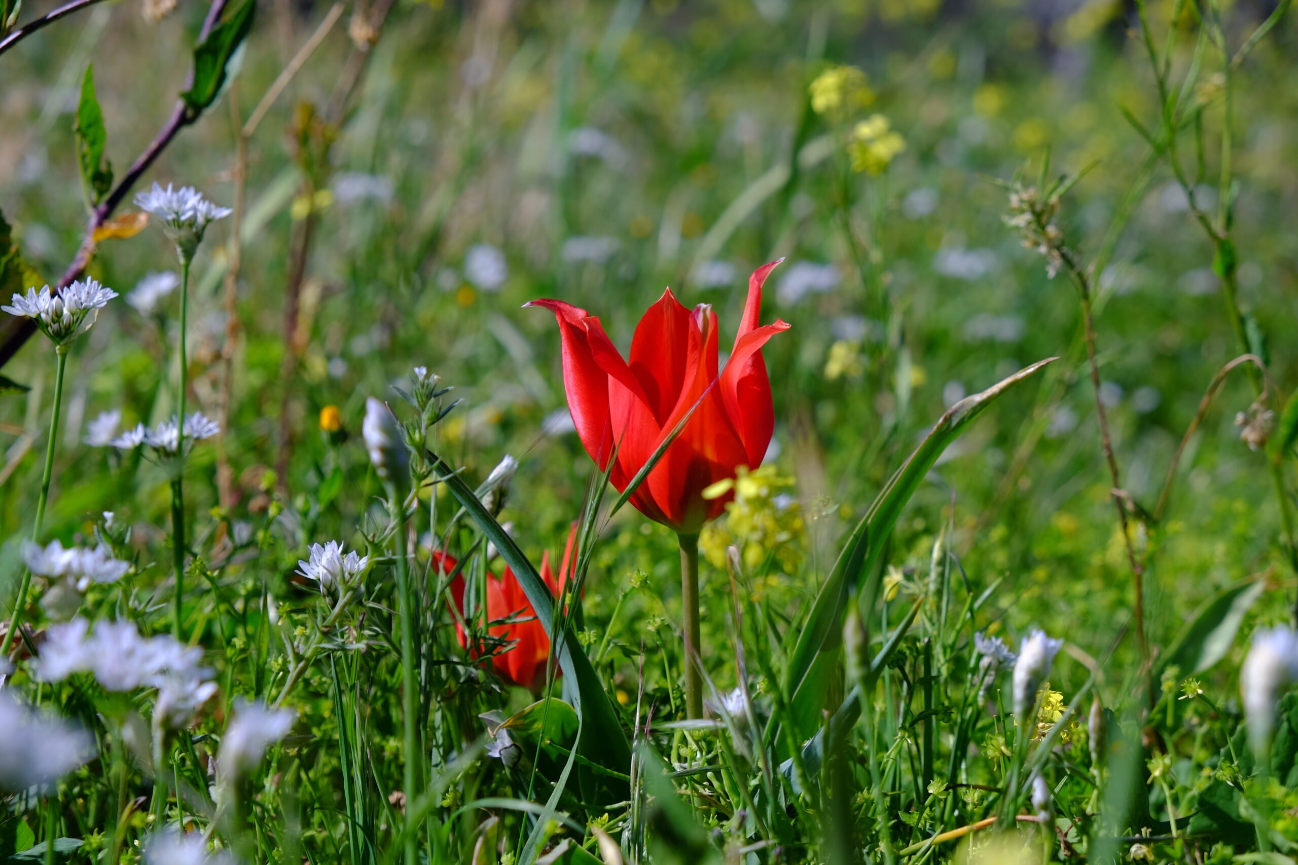 Cypriot tulip – Tulipa cypria