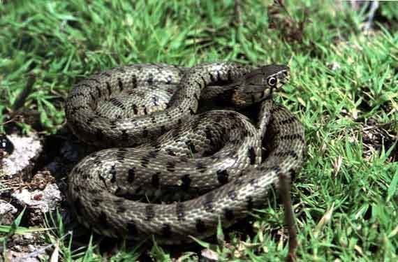 Cyprus whip snake – Hierophis cypriensis