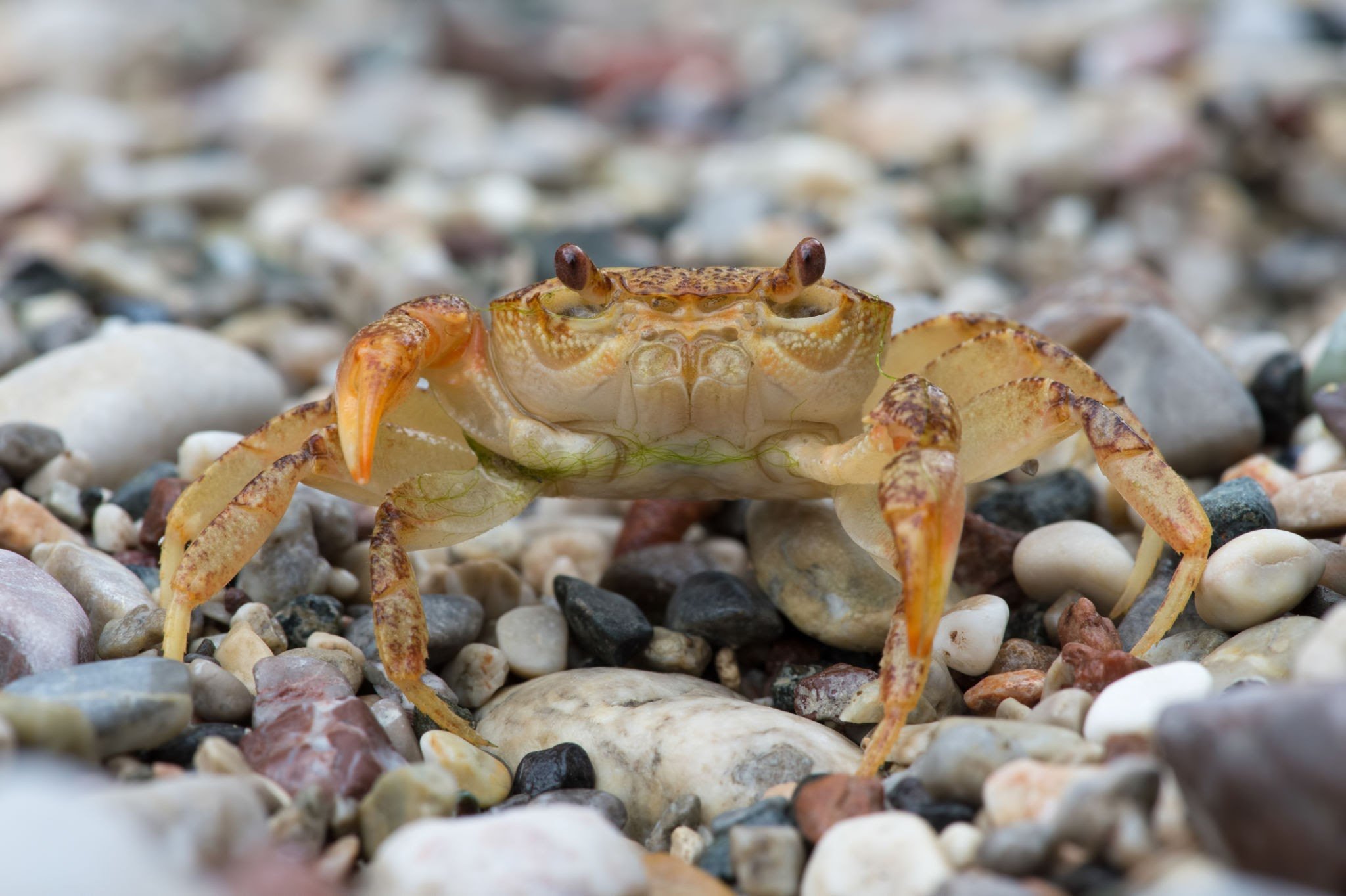 Crab – Potamon potamios