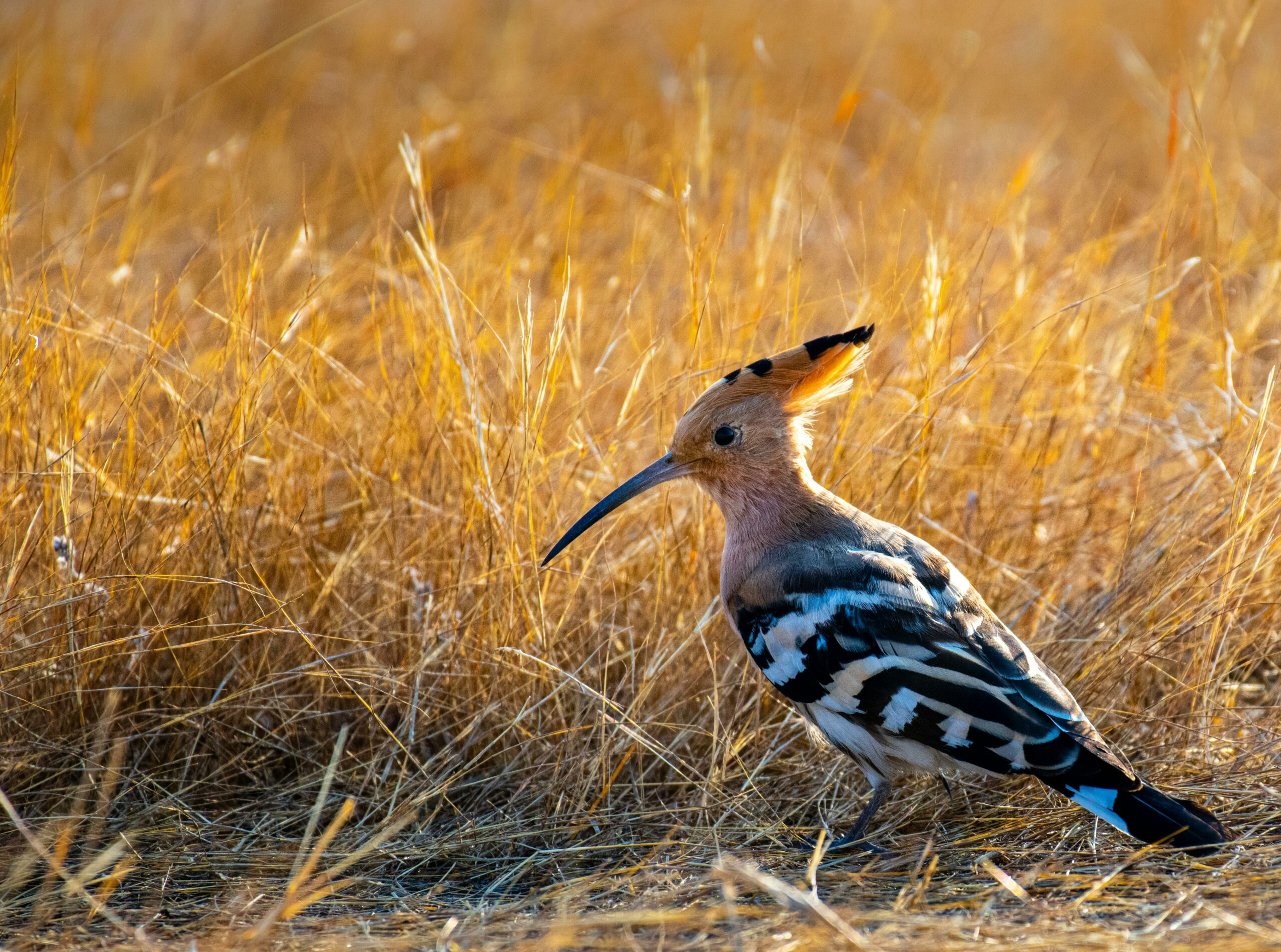 Hoopoe – Πουπούξιος (Upupa epops)