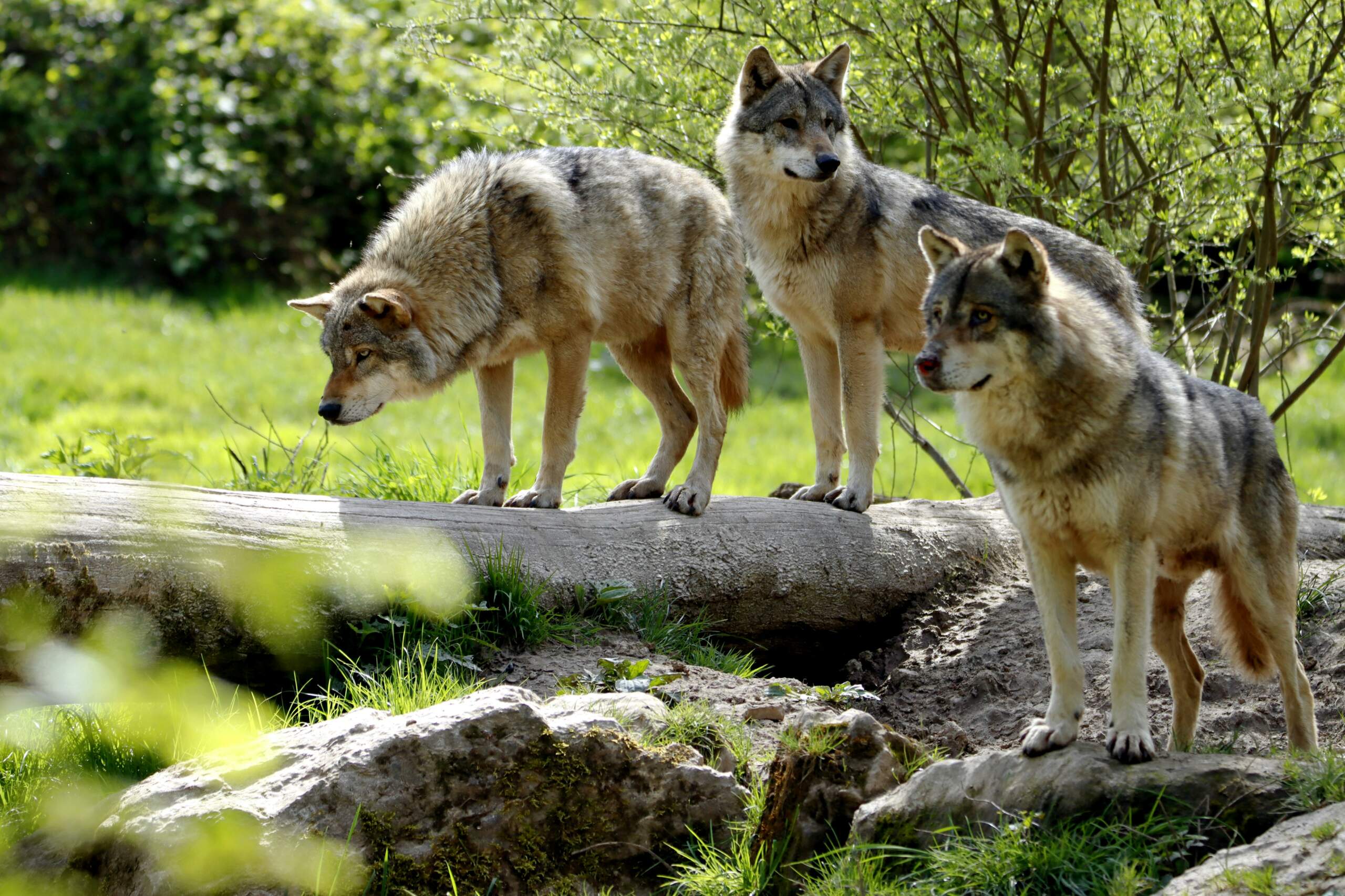 Important intervention for the protection of wolves in the EU